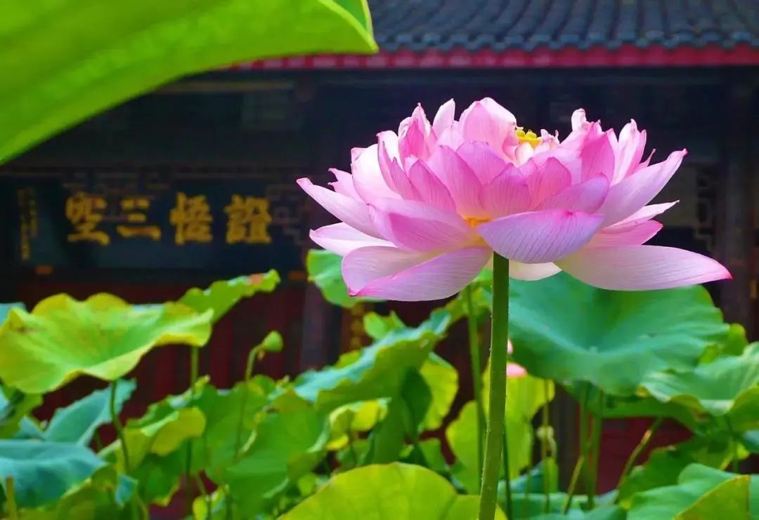 戒撸一年前来报到