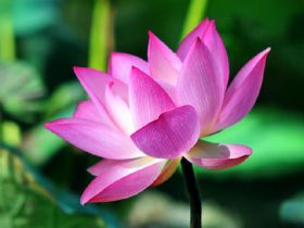 香港火灾中的奇迹：被困31楼的陈伯念“南无观世音菩萨”20小时奇迹生还！