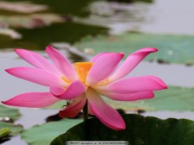 秦东魁：吃喝嫖睹为啥还有钱？