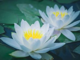 男人的财富跟肾精有关