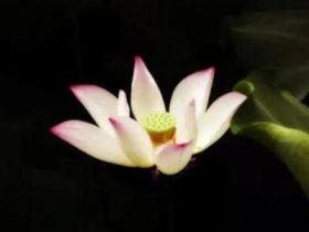 邪婬危害无数！！尽快断除邪婬行为