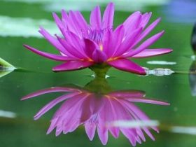 香港火灾中的奇迹：被困31楼的陈伯念“南无观世音菩萨”20小时奇迹生还！