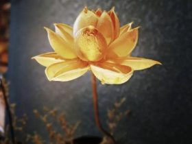 百人下跪，今天看的人都哭了....