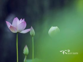 佛法是究竟的改命之道，易学算命术等并不究竟