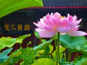 贫贱富贵各有因