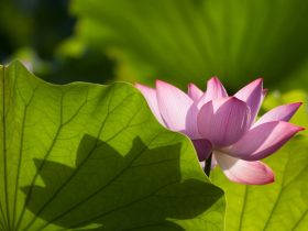 生活与修行——当人之道（四）