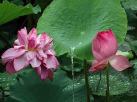 领导三天两头想开了我