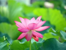 香港火灾中的奇迹：被困31楼的陈伯念“南无观世音菩萨”20小时奇迹生还！