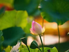 香港火灾中的奇迹：被困31楼的陈伯念“南无观世音菩萨”20小时奇迹生还！